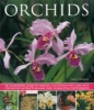 Orchids (Paperback) - Andrew Mikolajski Photo