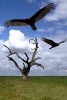 Buzzards Over a Hanging Tree Journal - 150 Page Lined Notebook/Diary (Paperback) - Cool Image Photo