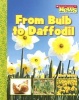 From Bulb to Daffodil (Paperback) - Ellen Weiss Photo