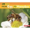 From Egg to Honeybee (Paperback) - Lisa Owings Photo