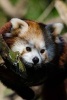 A Cute Red Panda Nestled in a Tree - Blank 150 Page Lined Journal for Your Thoughts, Ideas, and Inspiration (Paperback) - Unique Journal Photo