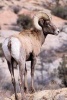 A Bighorn Sheep RAM in the Hills - Blank 150 Page Lined Journal for Your Thoughts, Ideas, and Inspiration (Paperback) - Unique Journal Photo