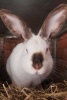 Californian Rabbit Journal - 150 Page Lined Notebook/Diary (Paperback) - Cool Image Photo