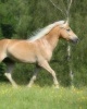 Haflinger -  Journal/Notebook/Diary Featuring Two Haflinger (Avelignese) Horses on the Wraparound Cover Image (Paperback) - Artified Pets Photo