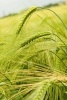 A Green Rye Field in Germany - Blank 150 Page Lined Journal for Your Thoughts, Ideas, and Inspiration (Paperback) - Unique Journal Photo