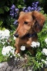 Longhaired Dachshund Dog Among the Flowers Dog Journal - 150 Page Lined Notebook/Diary (Paperback) - Cs Creations Photo