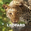 Leopard Calendar 2017 - 16 Month Calendar (Paperback) - David Mann Photo