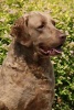 Chesapeake Bay Retriever -  Journal/Notebook/Diary 160 Pages (Paperback) - Artified Pets Photo