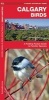 Calgary Birds - A Folding Pocket Guide to Familiar Species (Pamphlet) - James Kavanagh Photo