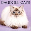 Ragdoll Cats (Calendar) - Willow Creek Press Photo