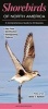 Shorebirds of North America - A Comprehensive Guide to All Species (Paperback) - Kevin T Karlson Photo