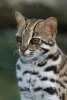 Leopard Cat Journal - 150 Page Lined Notebook/Diary (Paperback) - Cool Image Photo