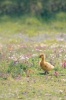 An Adorable Canada Gosling Walking Among the Wildflowers Baby Goose Journal - 150 Page Lined Notebook/Diary (Paperback) - Cs Creations Photo