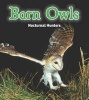 Barn Owls - Nocturnal Hunters (Paperback) - Rebecca Rissman Photo