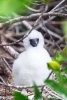 A Red Footed Booby (Sula Sula) Baby Chick Fluffy Cuteness Journal - 150 Page Lined Notebook/Diary (Paperback) - Benton Press Photo