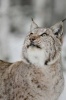 The Lynx in Winter Journal - 150 Page Lined Notebook/Diary (Paperback) - Cool Image Photo