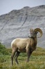 Bighorn Sheep Ovis Canadensis Jasper National Park Alberta Canada Journal - 150 Page Lined Notebook/Diary (Paperback) - Cs Creations Photo