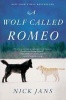 Wolf Called Romeo (Paperback) - Nick Jans Photo