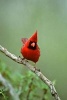 Red Male Northern Cardinal Bird Journal - 150 Page Lined Notebook/Diary (Paperback) - Cs Creations Photo