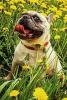 French Bulldog Sitting in a Field of Dandelions Journal - 150 Page Lined Notebook/Diary (Paperback) - Cs Creations Photo