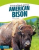 American Bison (Hardcover) - Tyler Omoth Photo