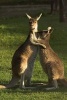 Hugging Kangaroos Journal - 150 Page Lined Notebook/Diary (Paperback) - Cool Image Photo