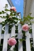 Pink Roses on a White Picket Fence Journal - 150 Page Lined Notebook/Diary (Paperback) - Cs Creations Photo