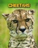 Cheetahs (Paperback) - Charlotte Guillain Photo