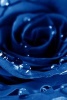 A Spectacular Blue Rose and Dew Drops - Blank 150 Page Lined Journal for Your Thoughts, Ideas, and Inspiration (Paperback) - Unique Journal Photo