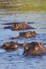 Hippos in the River African Animal Journal - 150 Page Lined Notebook/Diary (Paperback) - Cs Creations Photo