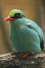 Green Magpie Bird Journal - 150 Page Lined Notebook/Diary (Paperback) - Cool Image Photo