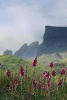 Foxglove Flowers and Mountains on the Isle of Skye Scotland Journal - 150 Page Lined Notebook/Diary (Paperback) - Cs Creations Photo