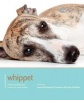 Whippet - Dog Expert (Paperback) - Molly Mcconkey Photo