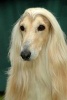 Afghan Hound Dog Portrait Journal - 150 Page Lined Notebook/Diary (Paperback) - Cool Image Photo