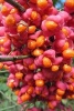 Euonymus Europaeus Spindle Flowers Blooming Pink and Orange - Blank 150 Page Lined Journal for Your Thoughts, Ideas, and Inspiration (Paperback) - Unique Journal Photo