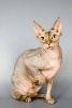 The Canadian Sphinx Cat Journal - 150 Page Lined Notebook/Diary (Paperback) - Cool Image Photo