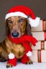 Dachshund Wearing a Santa Hat Journal - 150 Page Lined Notebook/Diary (Paperback) - Cs Creations Photo