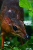 Lesser Mouse-Deer (Tragulus Kanchil) Journal - 150 Page Lined Notebook/Diary (Paperback) - Cool Image Photo