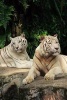 A Pair of Beautiful White Tigers Relaxing on a Rock - Blank 150 Page Lined Journal for Your Thoughts, Ideas, and Inspiration (Paperback) - Unique Journal Photo