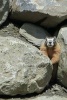 A Ground Squirrel Between a Rock and a Hard Place - Blank 150 Page Lined Journal for Your Thoughts, Ideas, and Inspiration (Paperback) - Unique Journal Photo