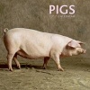 2017 Calendar: Pigs (Calendar) - Peony Press Photo