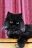 The Black Persian Cat Journal - 150 Page Lined Notebook/Diary (Paperback) - Cool Image Photo