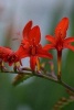 Red Flower Journal (Paperback) - Dibiasio Publications Photo