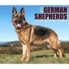 Just German Shepherds (Calendar) - Willow Creek Press Photo