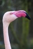 A Close-Up of a Pink Flamingo Journal - 150 Page Lined Notebook/Diary (Paperback) - Cs Creations Photo