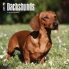 Dachshunds (Calendar) - Inc Browntrout Publishers Photo