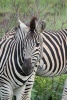 African Zebra Animal Journal - 150 Page Lined Notebook/Diary (Paperback) - Cs Creations Photo