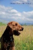 Airedale Terrier 10th Notebook (Paperback) - Breeds of Beauty Photo