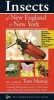 Insects of New England & New York (Paperback) - Tom Murray Photo