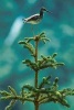 Lesser Yellowlegs Bird Standing on Top of a Pine Tree Journal - 150 Page Lined Notebook/Diary (Paperback) - Cool Image Photo